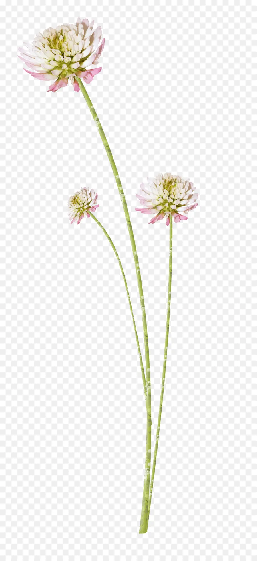 Tallos De Flores，Flor PNG