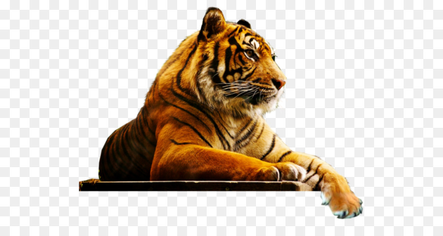 Tigre，Cachorro PNG