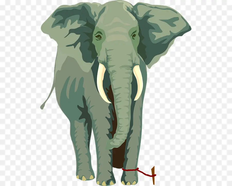 Elefante，Colmillos PNG