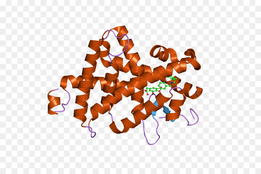 Receptor De Hormona Tiroidea Beta，Receptor De Hormona Tiroidea PNG