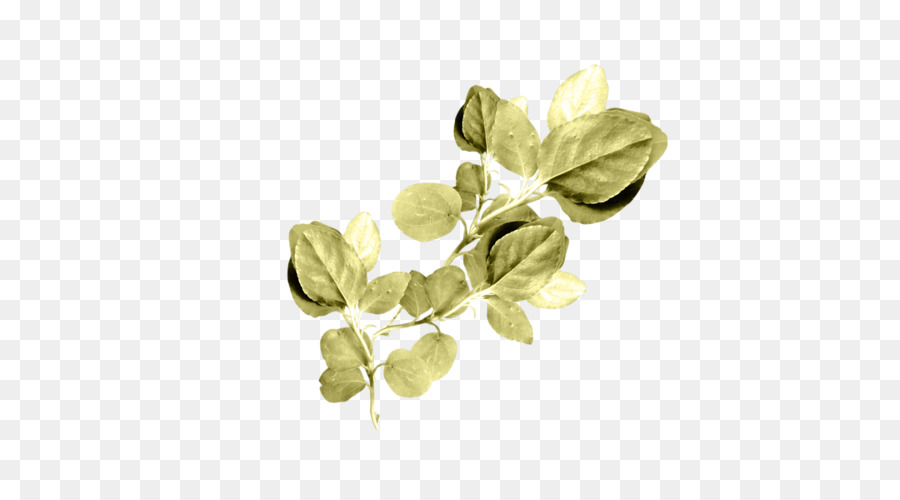 Hojas Verdes，Planta PNG