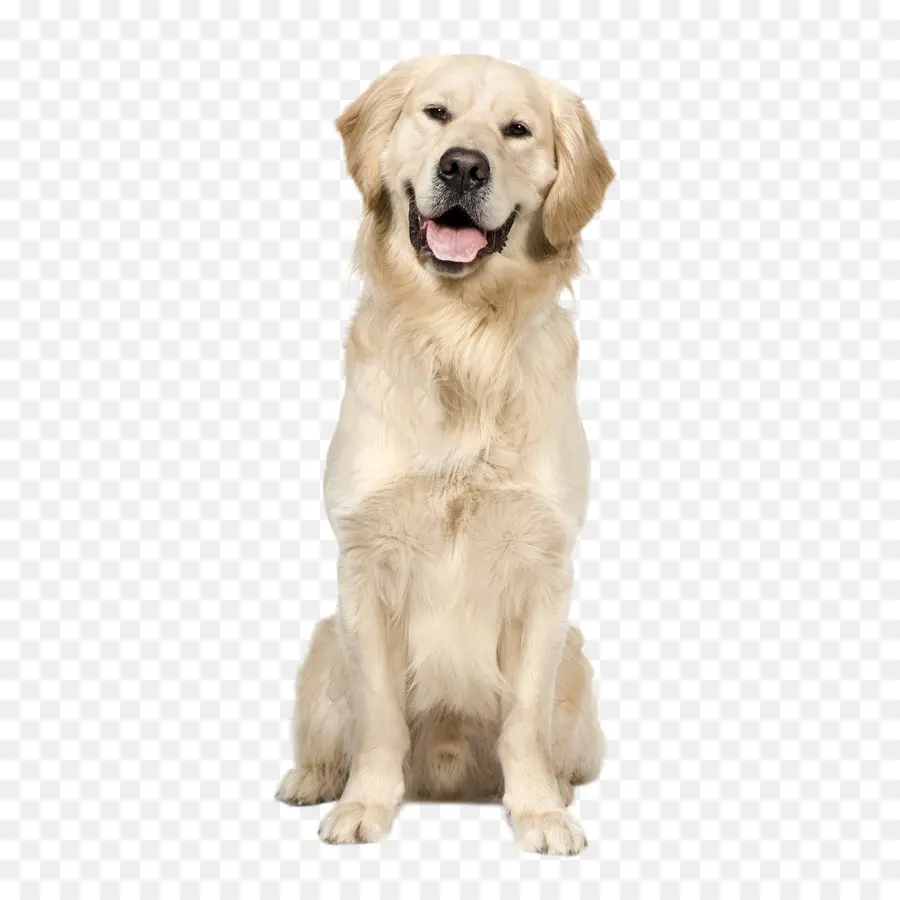 Golden Retriever，Labrador Retriever PNG