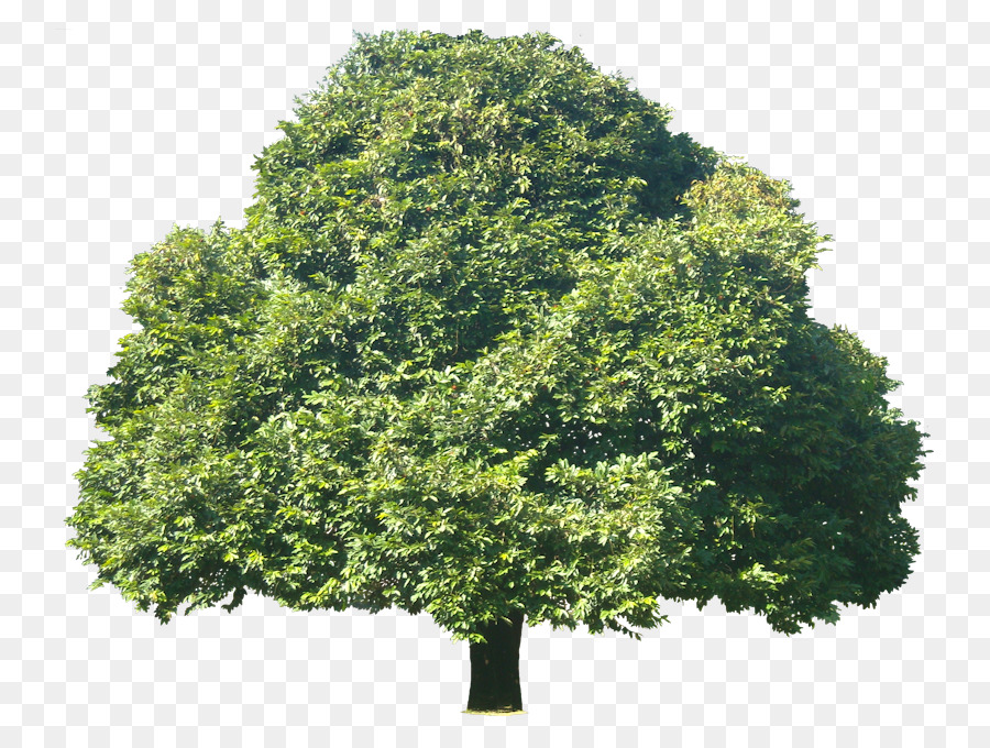 árbol，Diospyros Decolorar PNG