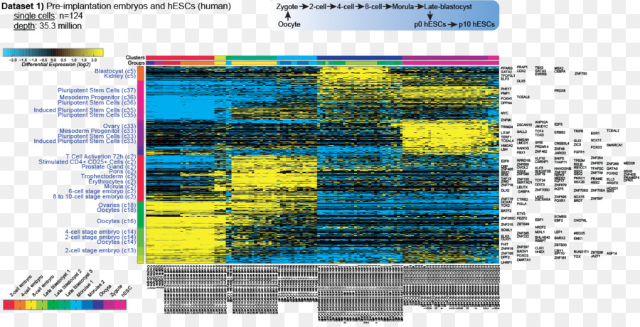 Transcriptoma，Rnaseq PNG