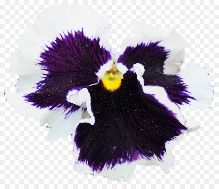 Pansy，Violeta PNG