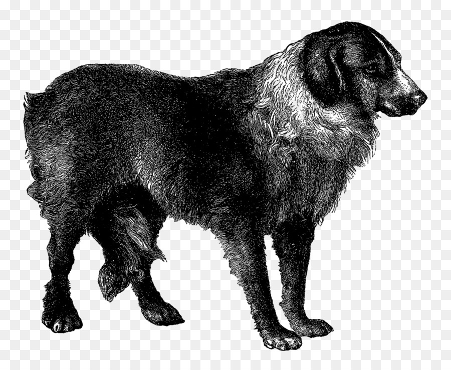 Flatcoated Retriever，Rara Raza De Perro PNG