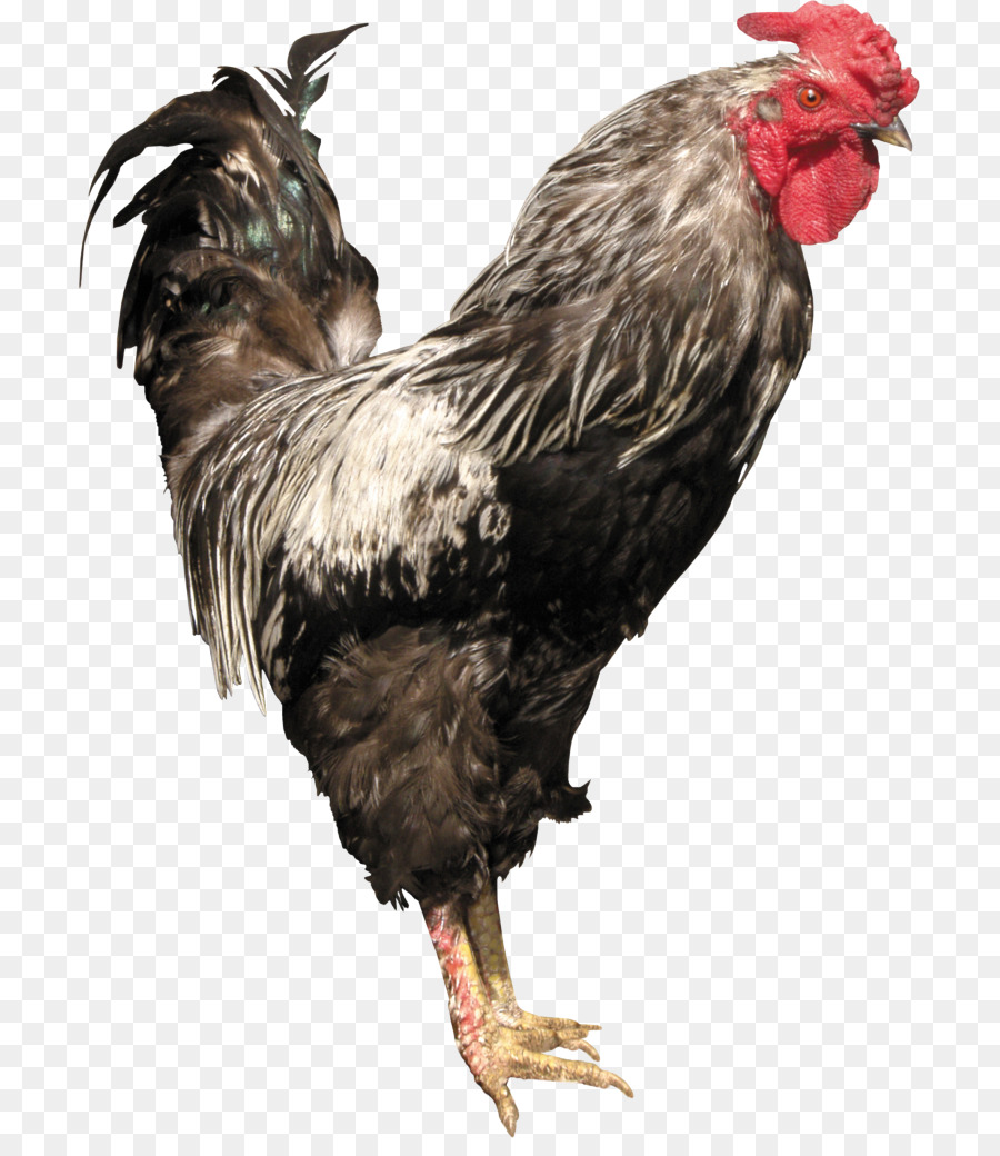 Pollo Marrón，Gallina PNG