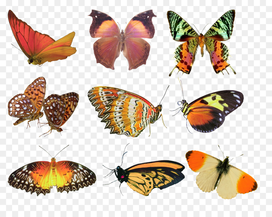 Mariposa，Imagen Digital PNG