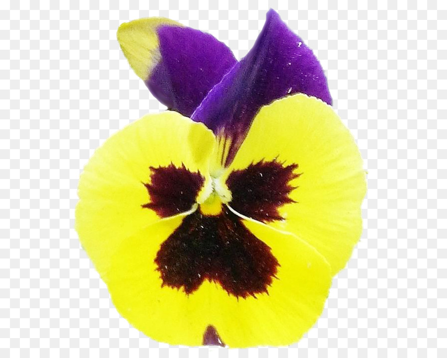 Pansy，Primer Plano PNG