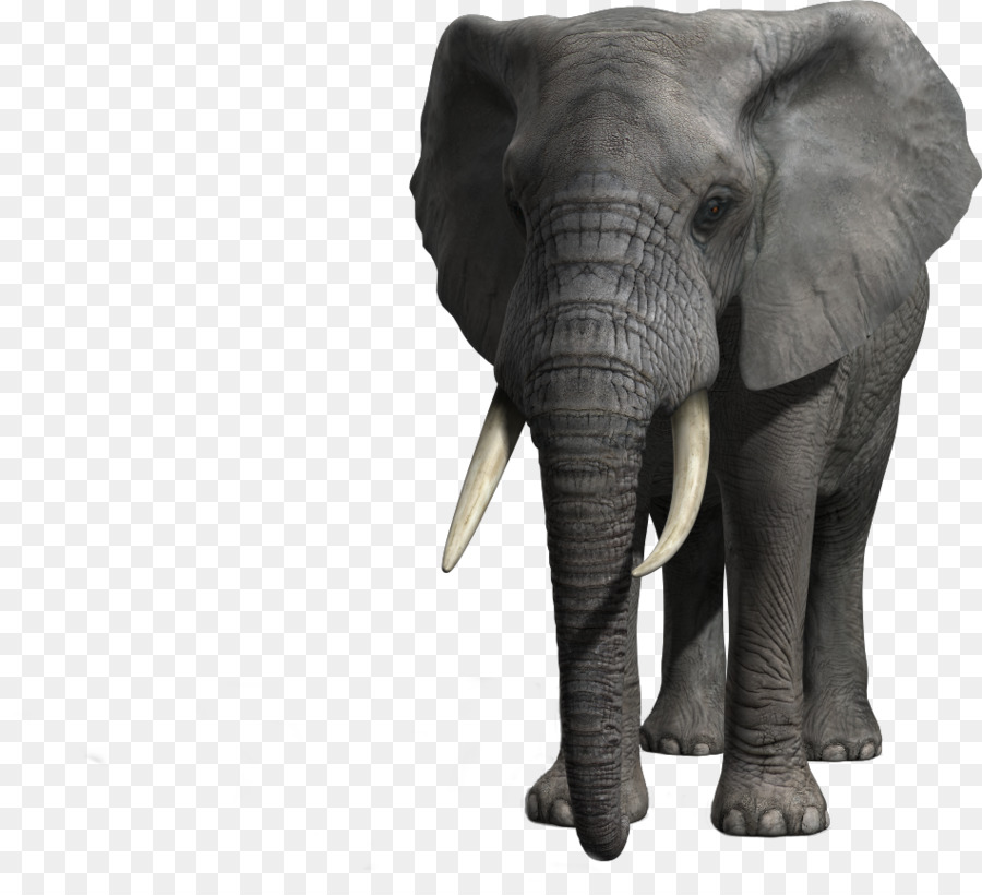 Elefante Indio，El Elefante Africano PNG