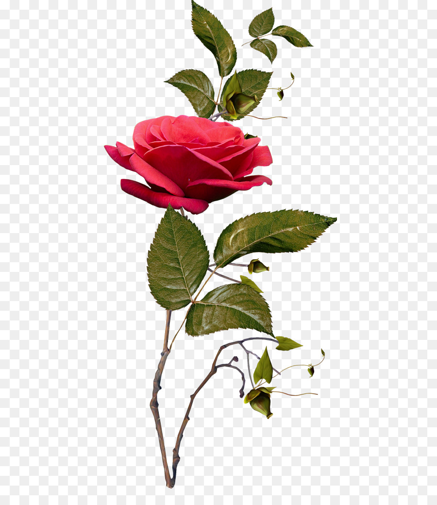 Rosa Rosa，Floración PNG