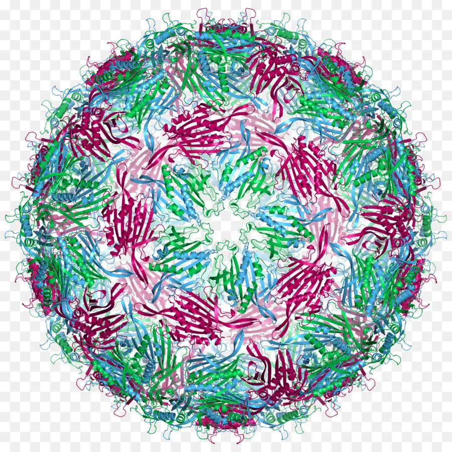 La Cápside，Bacteriófago Ms2 PNG