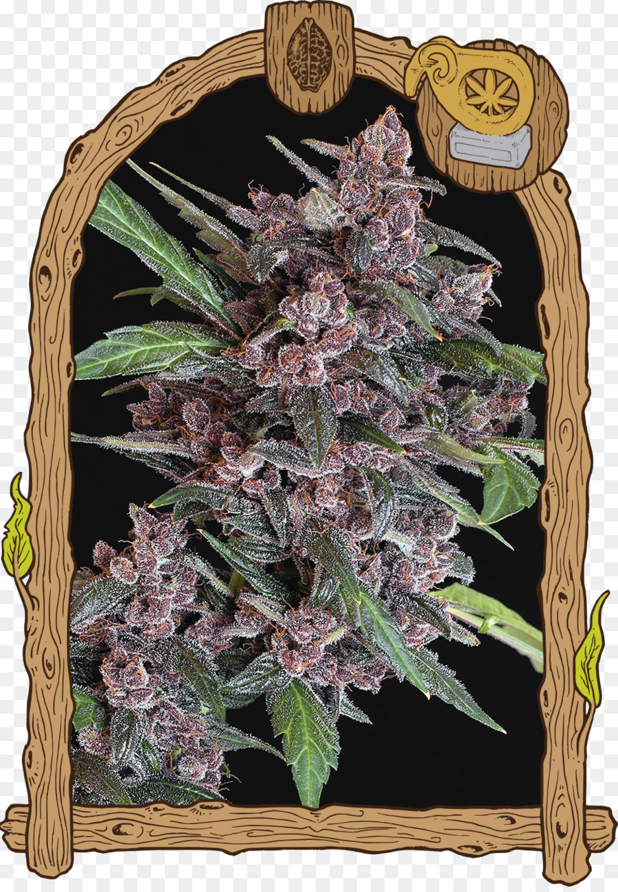 Canabis，Marijuana PNG