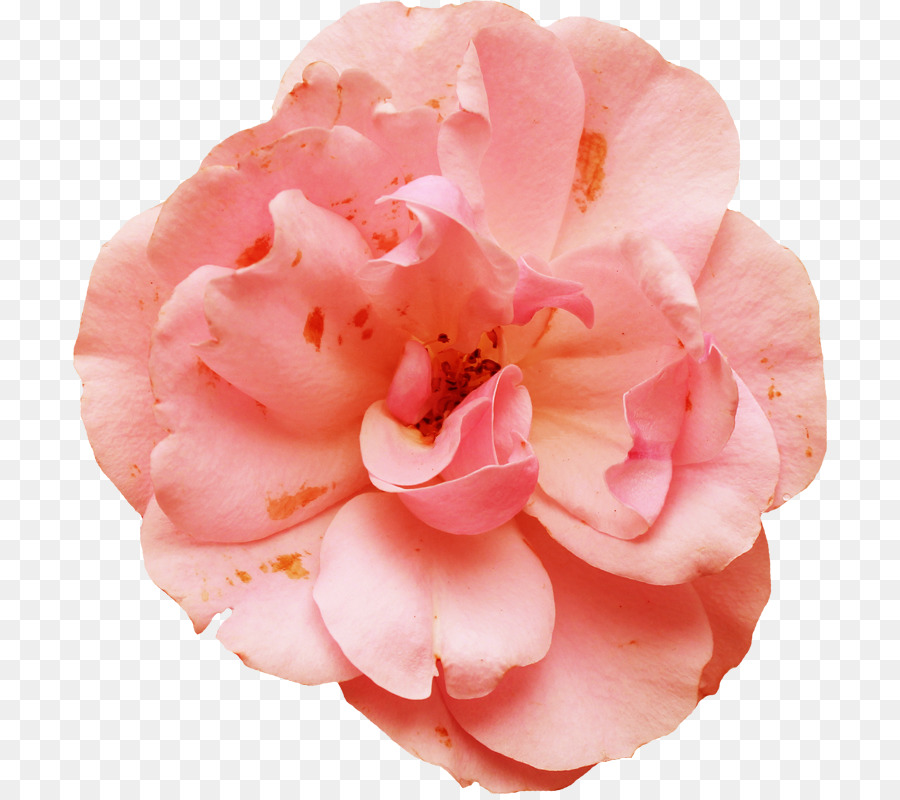Las Rosas De Jardín，Rosas Centifolia PNG