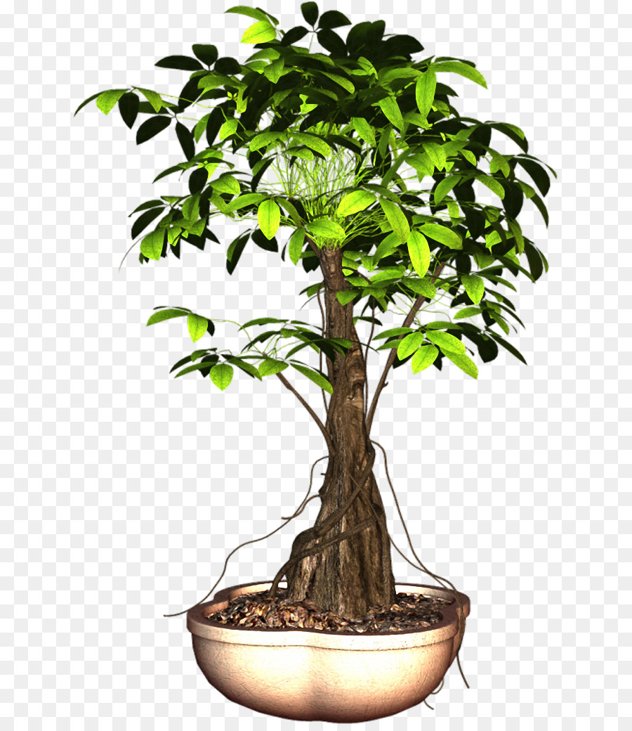 Planta，Árbol PNG