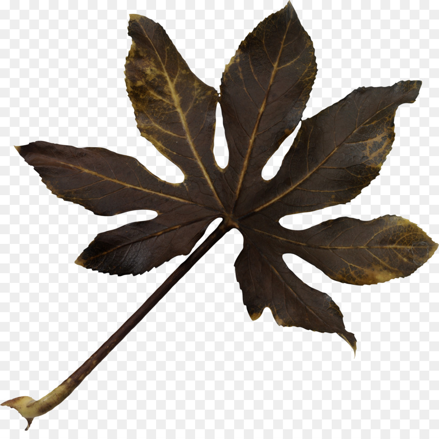 Hoja，Amarillo PNG