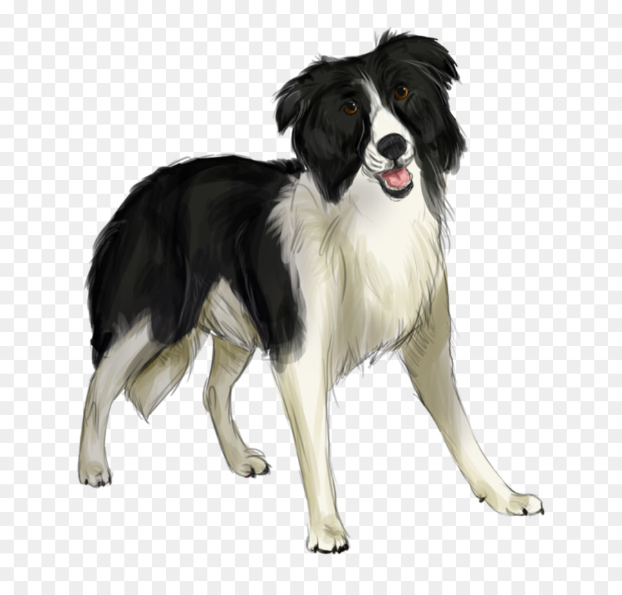 Border Collie，Pastor Inglés PNG