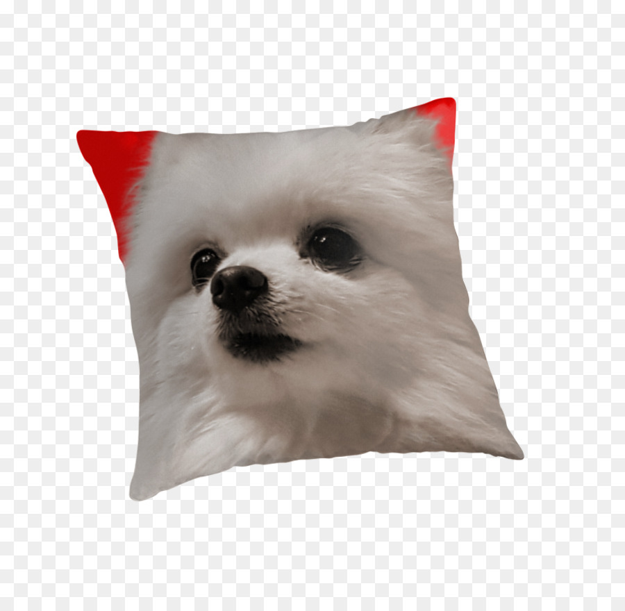 Pomeranio，Spitz Klein Alemán PNG