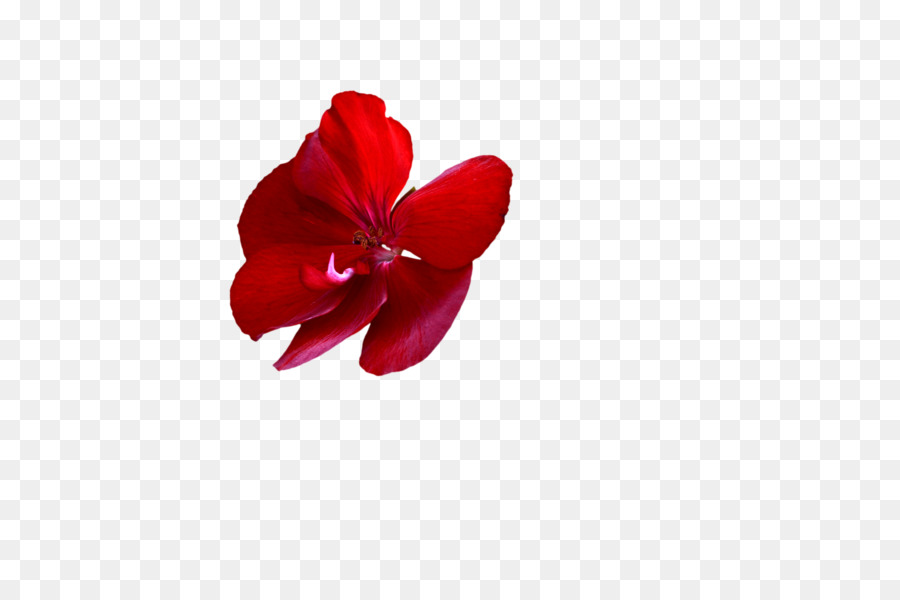 Flores Rosadas，Provenir PNG