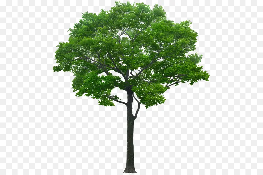 árbol，Representación Arquitectónica PNG