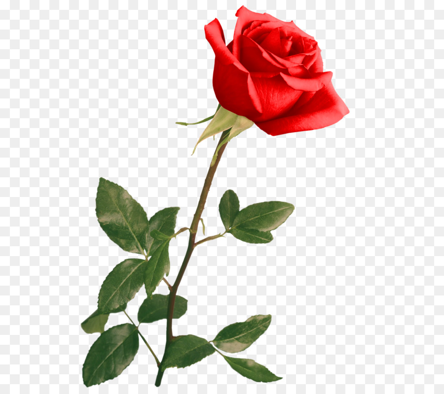 Rosa，Flor PNG