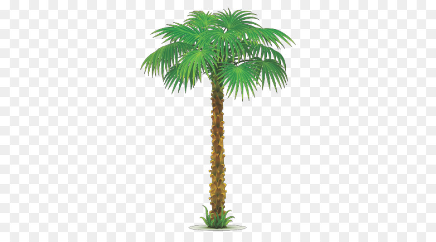 Arecaceae，Dibujo PNG