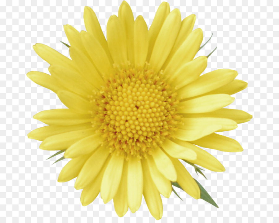 Común De Girasol，Una Fotografía De Stock PNG