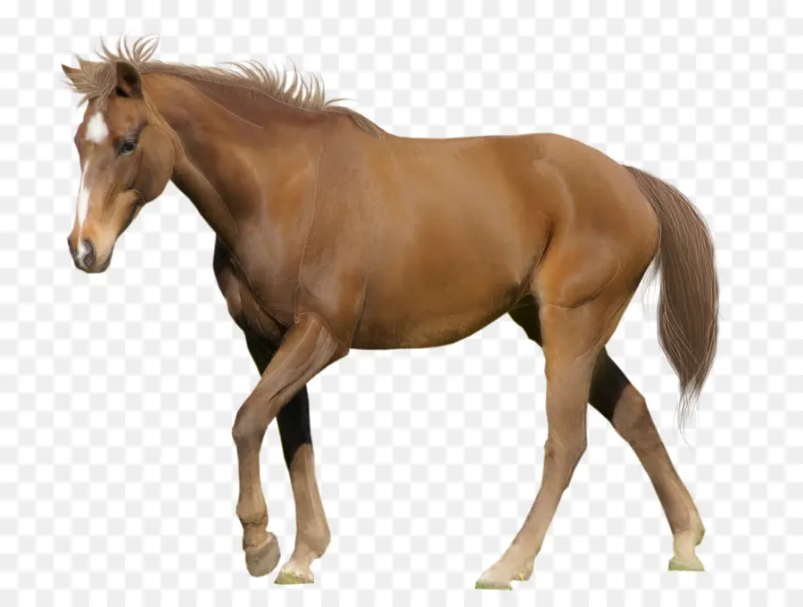 Caballo árabe，Belga Warmblood PNG