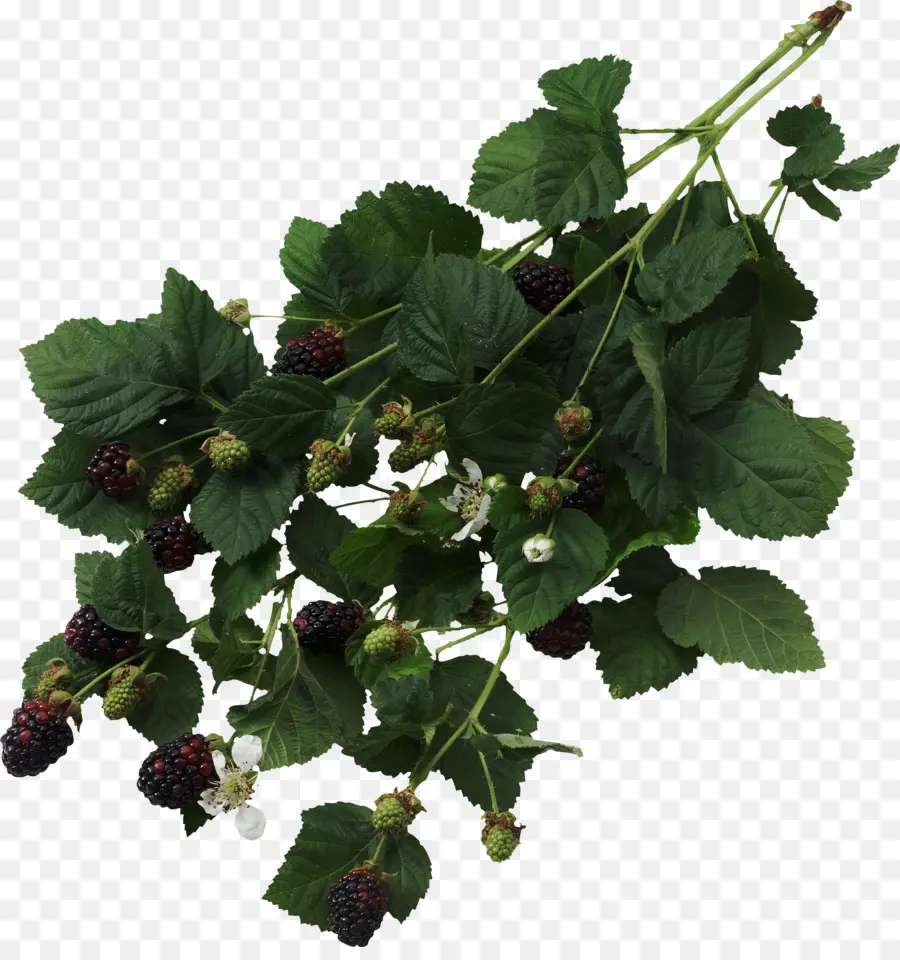 Blackberry，La Fruta PNG