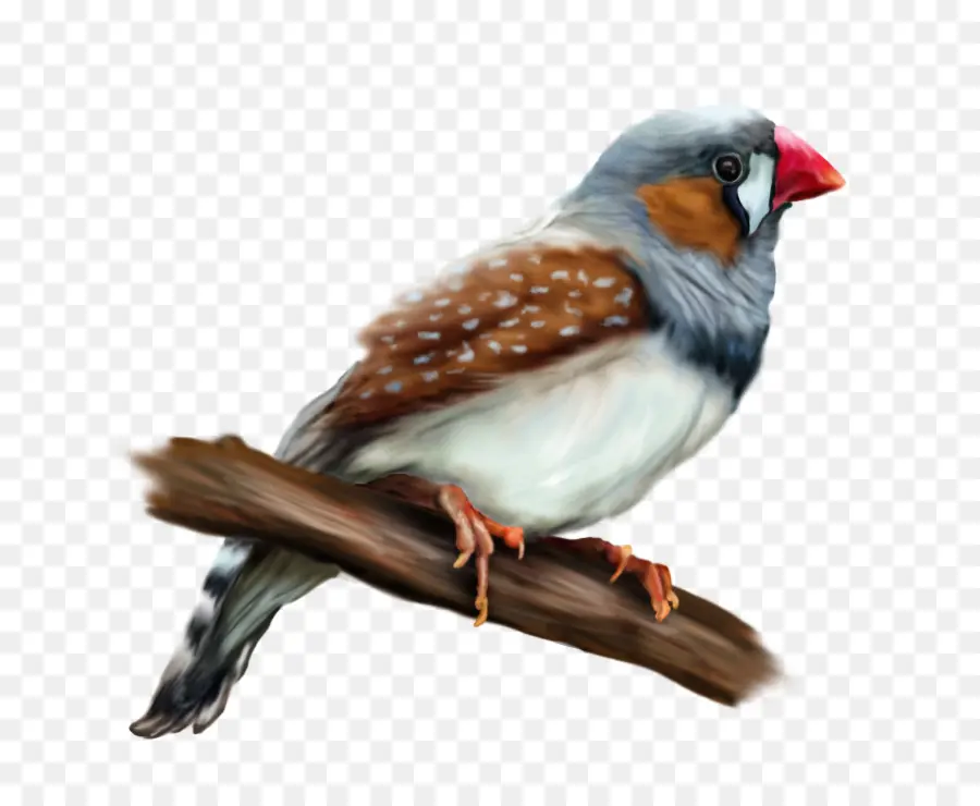 Europea Robin，Finch PNG