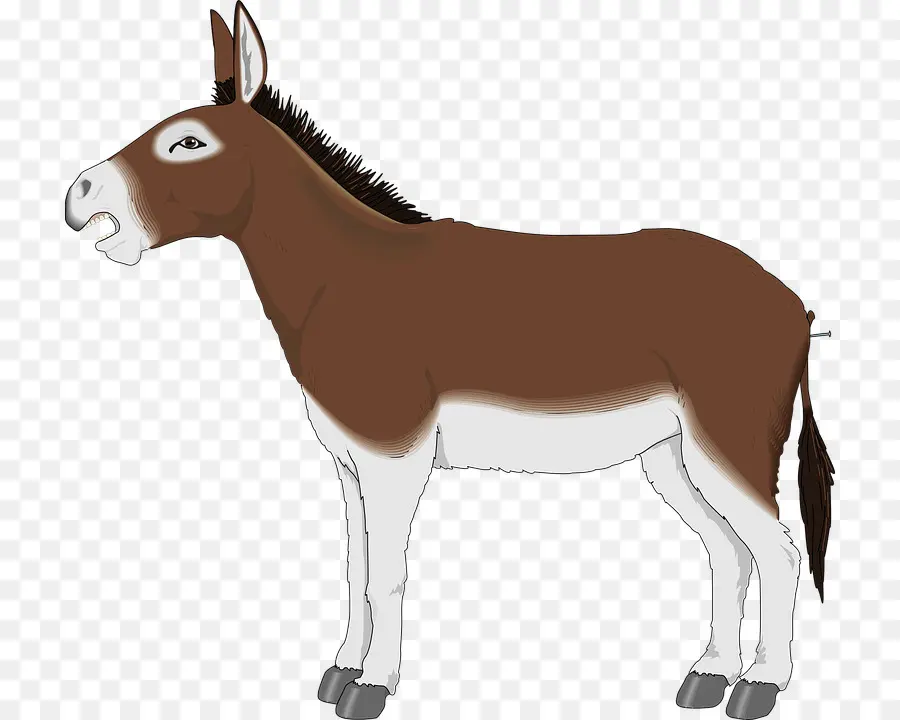 Burro，Dibujo PNG