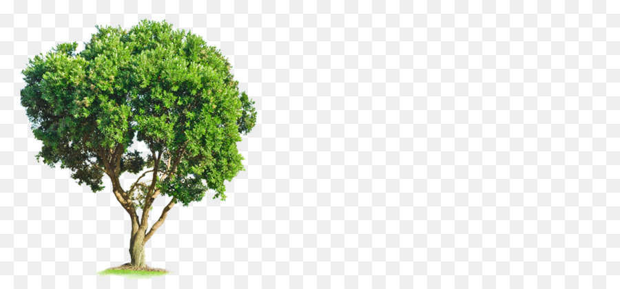 Árbol，Bosque PNG