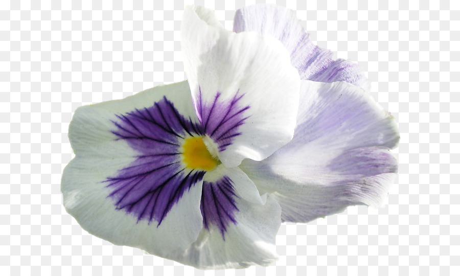 Pansy，Violeta PNG