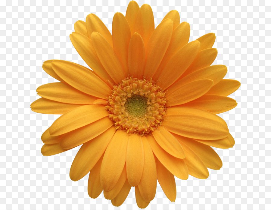 Transvaal Daisy，Flor PNG