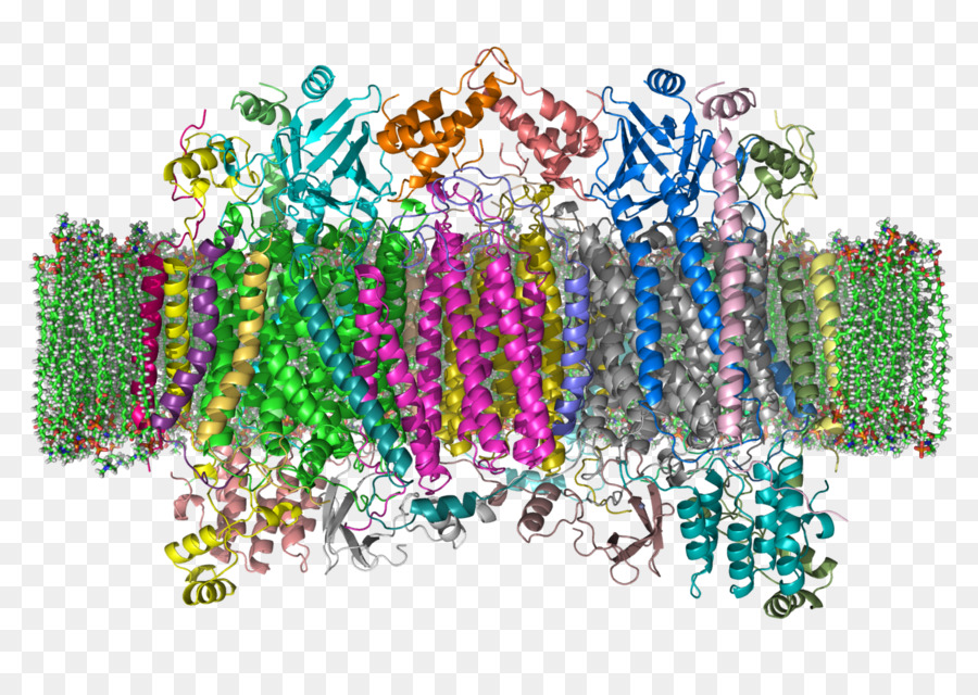 La Citocromo C Oxidasa，El Citocromo C PNG