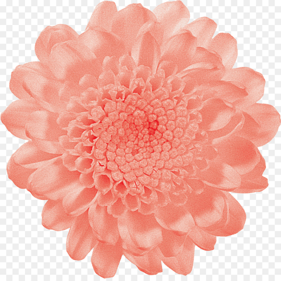 Flor，Rosa PNG