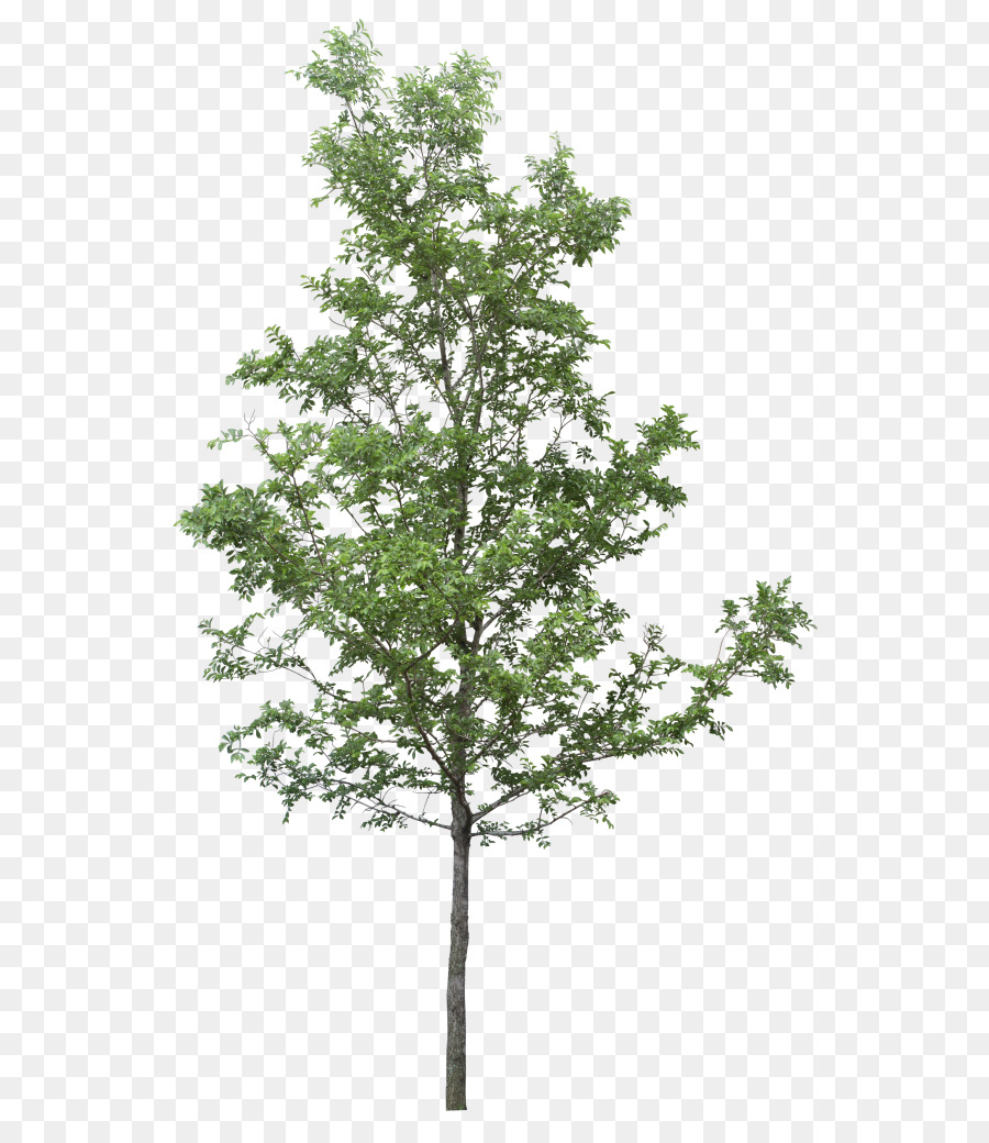 árbol，La Resolución De La Imagen PNG