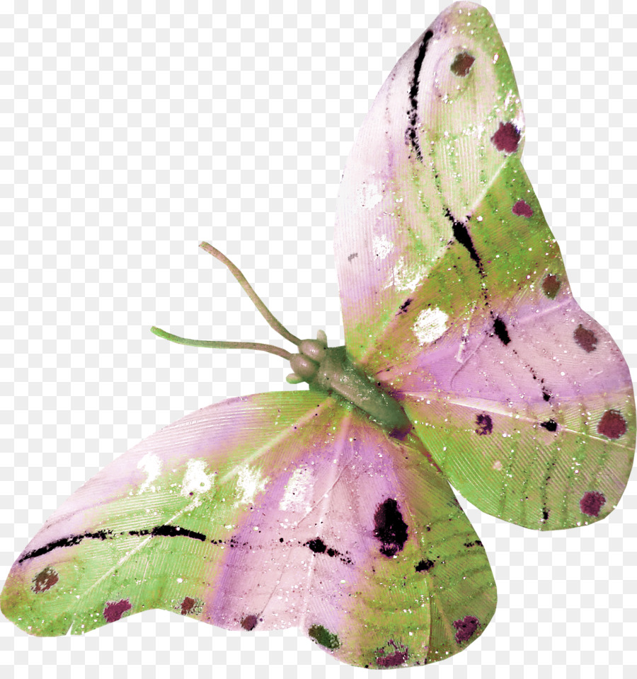 Dibujo，Las Mariposas Y Las Polillas PNG