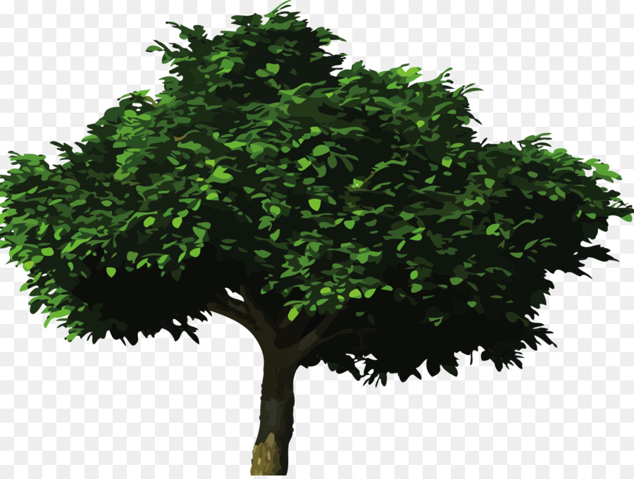 árbol Verde，Planta PNG