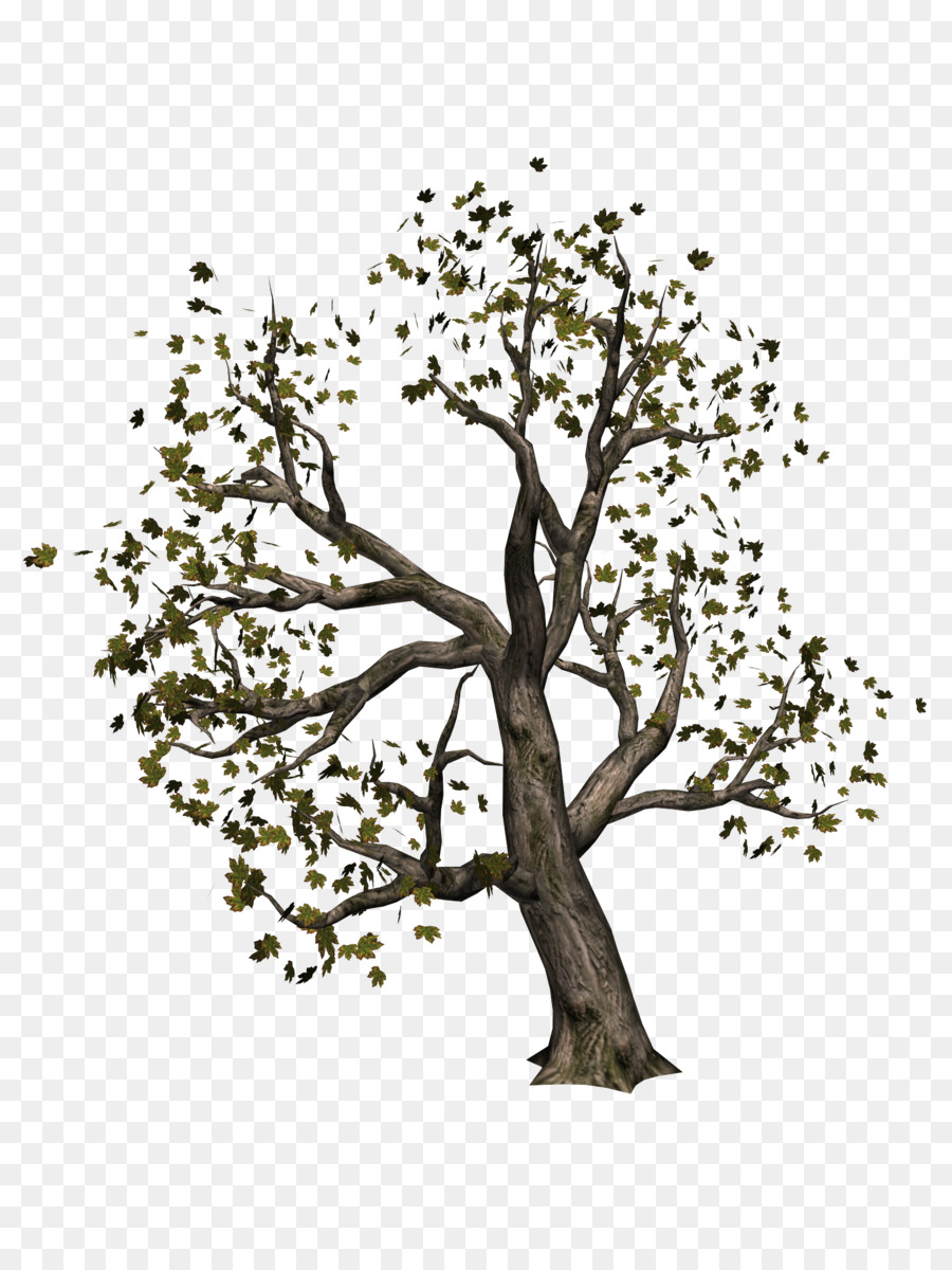 árbol，Rar PNG