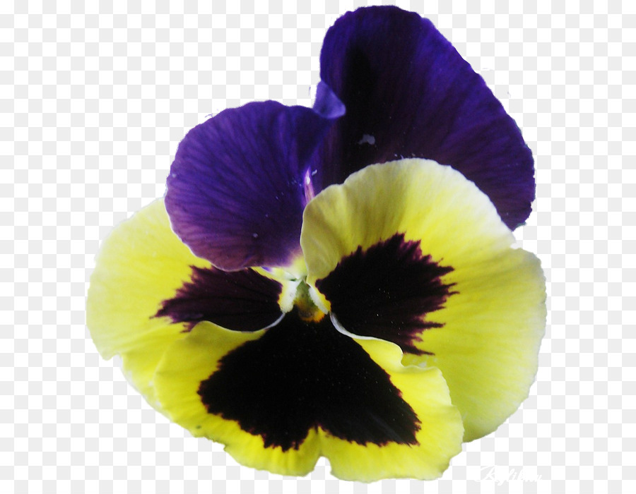 Pansy，Violeta PNG