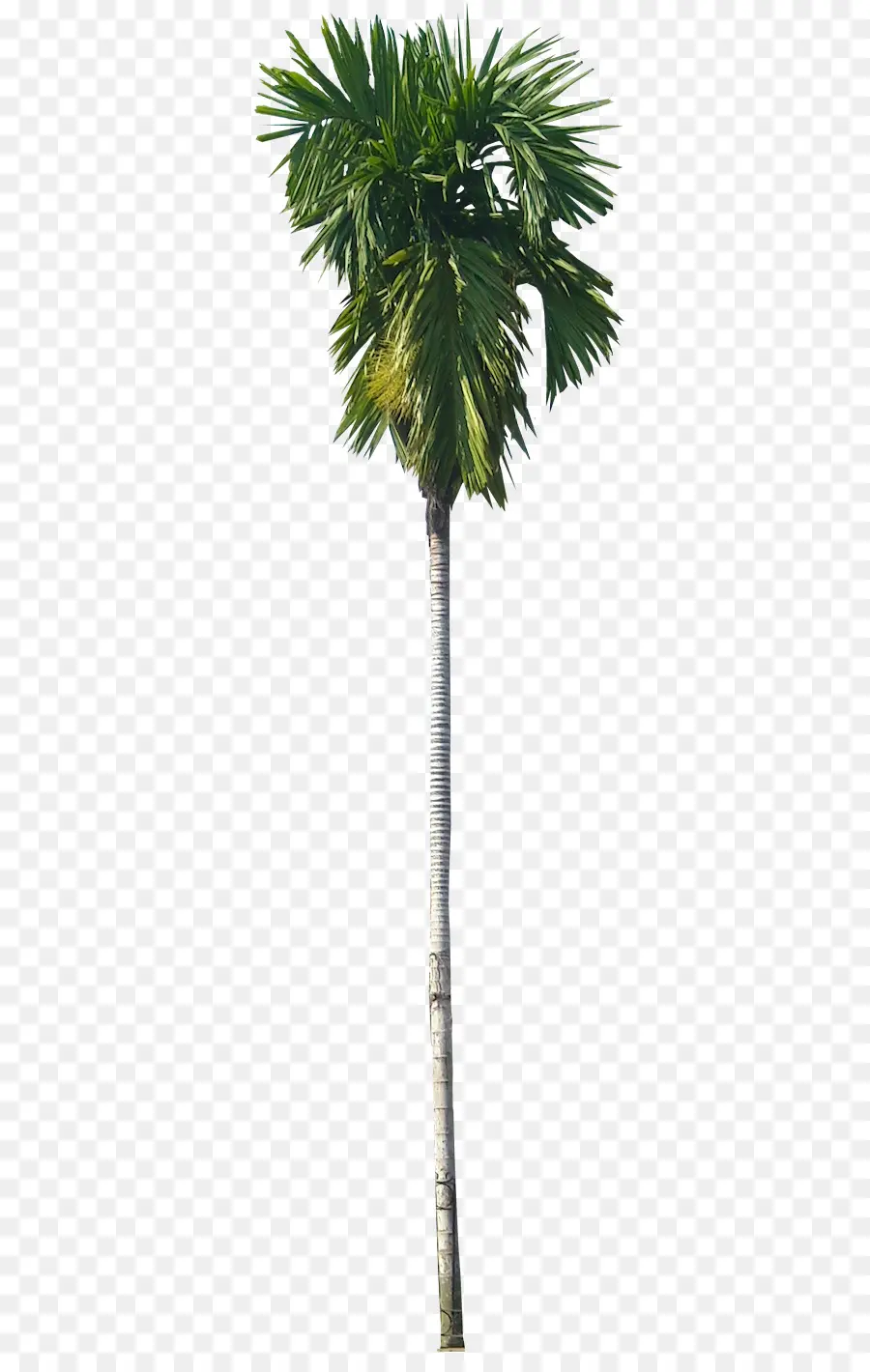 Areca Palm，Arecaceae PNG