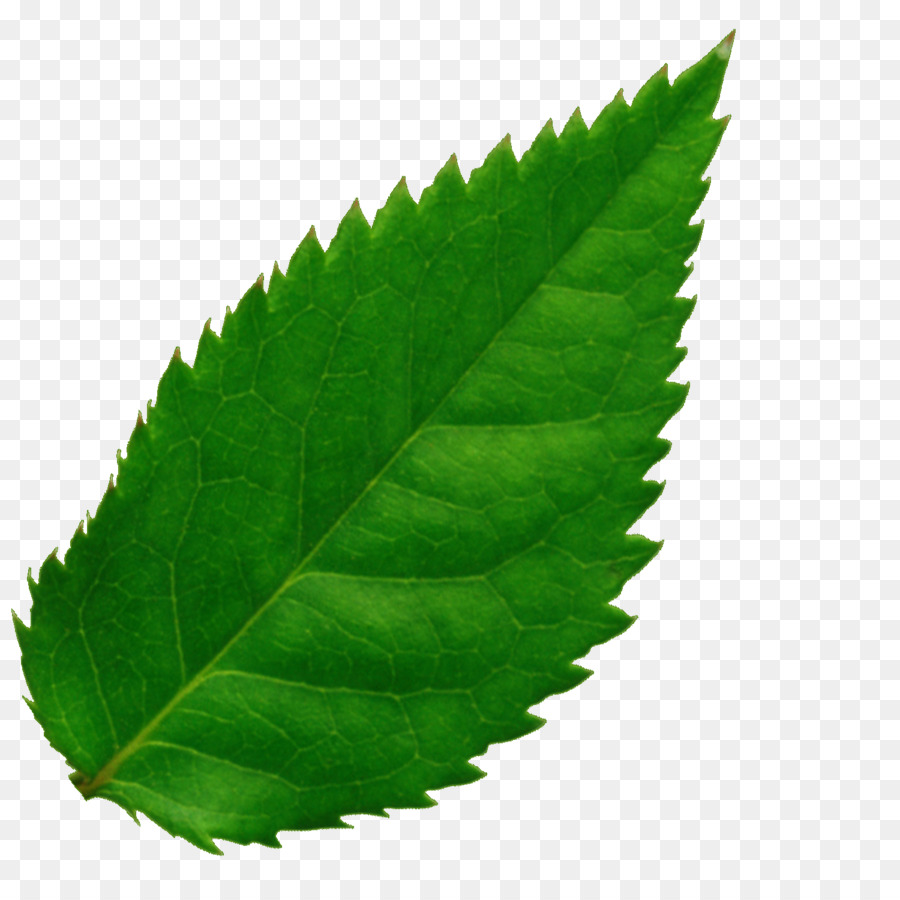 Hojas Verdes，Planta PNG