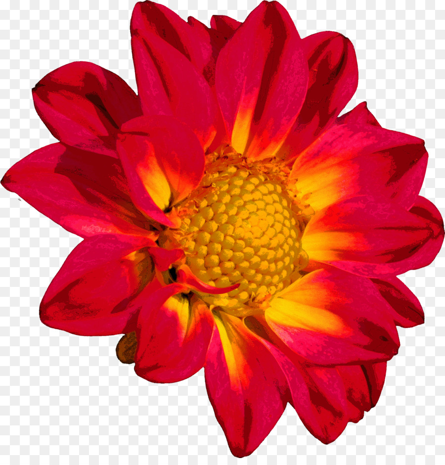 Flor，Crisantemo PNG