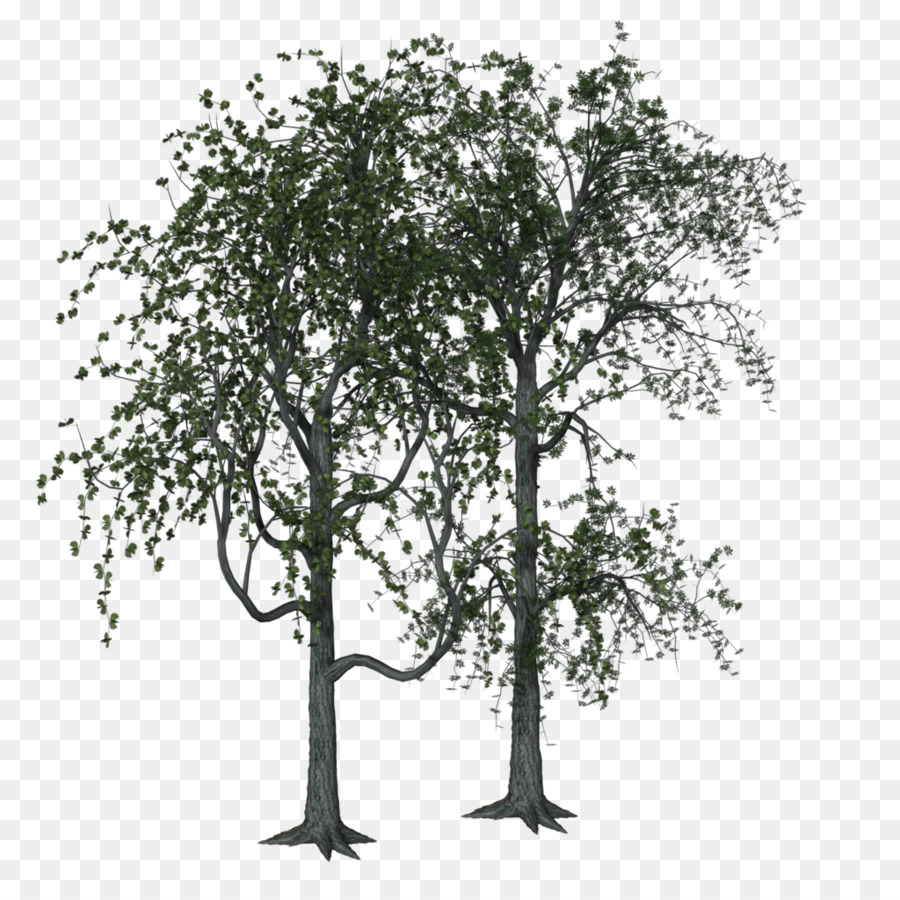 Árbol，Sucursales PNG