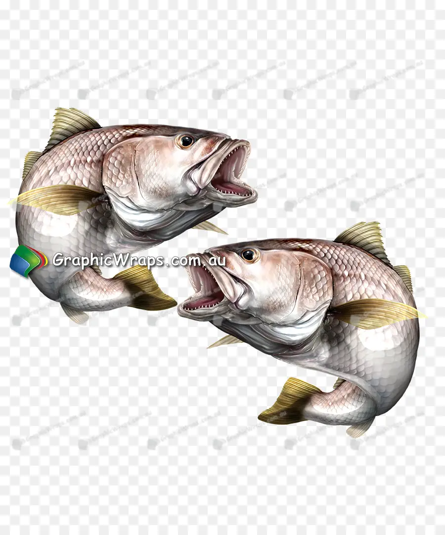 Argyrosomus Japonicus，Bacalao PNG