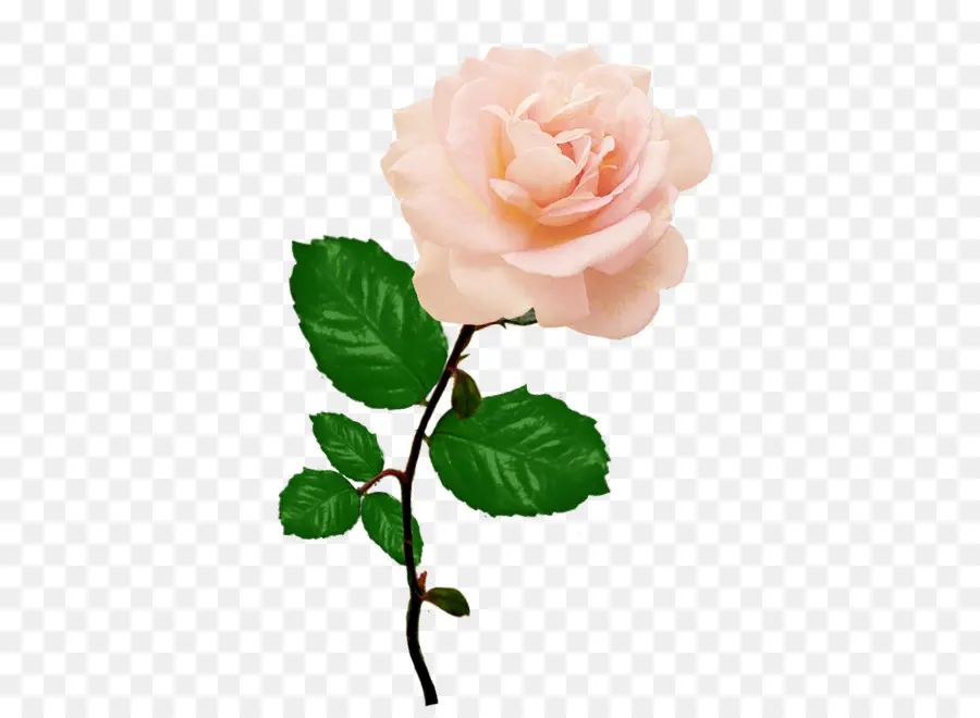 Rosa Rosa，Flor PNG