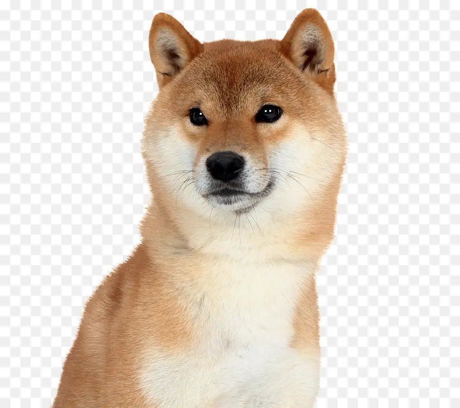 Shiba Inu，Akita PNG