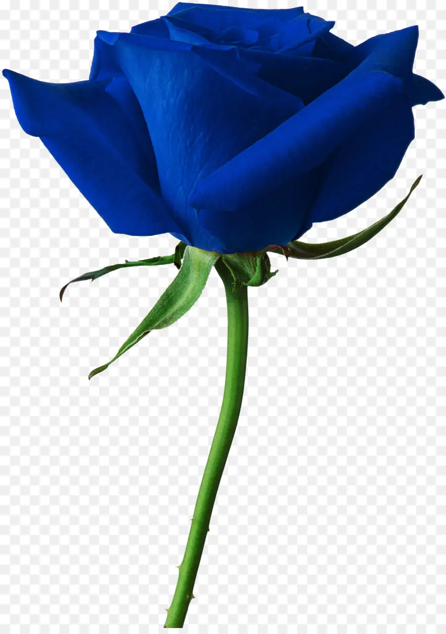 Rosa Azul，Provenir PNG