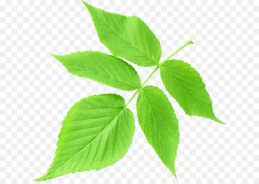 Hoja，Tallo De La Planta PNG